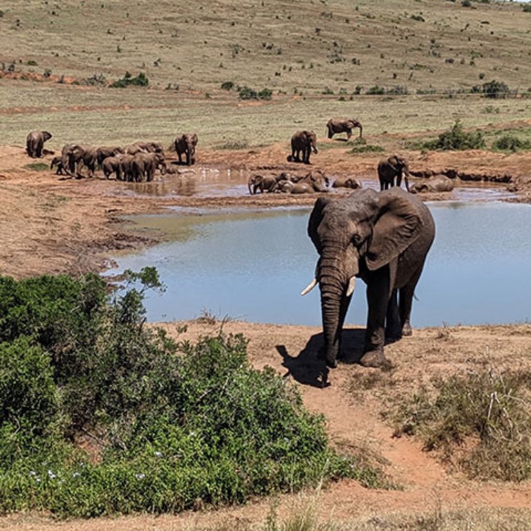 Freiwilligendienst in Südafrika, soziales Projekt, Elefanten in freier Wildbahn, KulturLife, Erfahrung