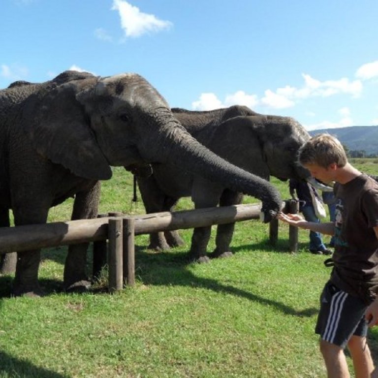 Auslandsjahr in Südafrika, Natur, Freunde, Erfahrungen sammeln mit KulturLife, Elefant