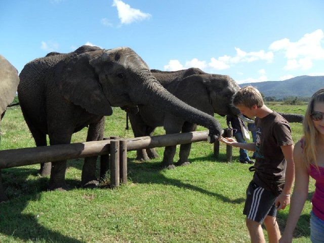Auslandsjahr in Südafrika, Natur, Freunde, Erfahrungen sammeln mit KulturLife, Elefant